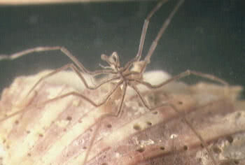 Sea Spiders (Pycnogonids)